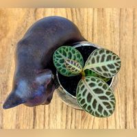 ラビシア,アルディシアsp.タートルバック,ラビシア タートルバック,観葉植物,ハイドロカルチャーの画像