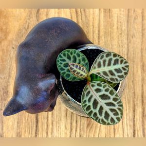 ラビシア,アルディシアsp.タートルバック,ラビシア タートルバック,観葉植物,ハイドロカルチャーの画像