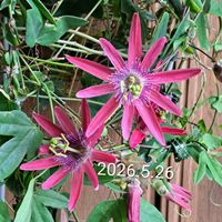 トケイソウ,時計草,紅花時計草A,トケイソウの花,自分らしくねの画像