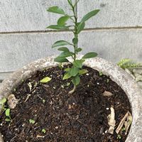 柚子,植木鉢,柚子の芽の画像