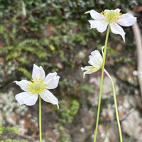 ネズミモチ,ヤマブキ,ユキノシタ,アネモネバージニアナ,ヤブムラサキの画像
