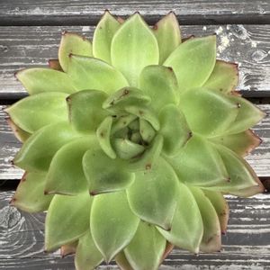 多肉植物,エケベリア属,成長,記録,置き場所問題の画像