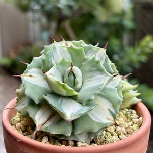 王妃雷神錦,多肉植物,子株,鉢植え,ネコ好きの画像
