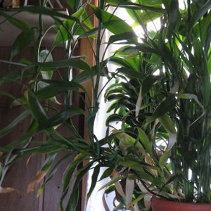 ミリオンバンブー,ドラセナ・サンデリアーナ,観葉植物,癒し,インテリアグリーンの画像