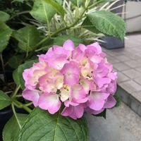 アジサイ,ロータス ブリムストーンの画像