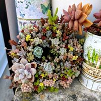 多肉植物,多肉寄せ植え,ちまちま,紅葉した多肉,多肉好きの画像