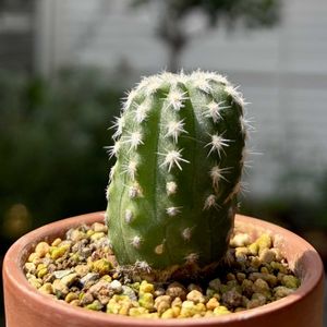 サボテン,フォルモーサ,多肉植物,子株,鉢植えの画像