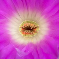 サボテン,紫太陽,多肉植物,鉢植え,開花の画像