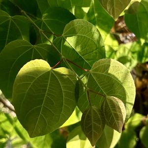 カツラの画像
