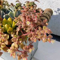 ブロウメアナ,多肉植物,多肉植物の紅葉,元気に育て♡,多肉大好き！の画像