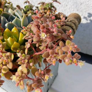 ブロウメアナ,多肉植物,多肉植物の紅葉,元気に育て♡,多肉大好き！の画像
