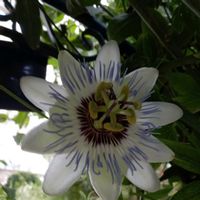 アジサイ,トケイソウ,トケイソウ,紫陽花　あじさい　アジサイ,紫陽花　あじさい　アジサイの画像