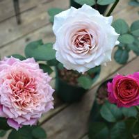 くるみ,和ばら・友禅,ローズファームケイジ,WABARA,おへやで育てるばらの画像