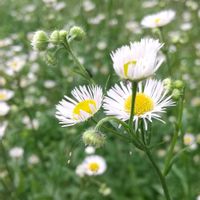 ヒメジョオン,ウォーキング,優曇華の花の画像