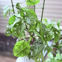 マドカズラ,観葉植物,つる性植物,仕立て直しの画像