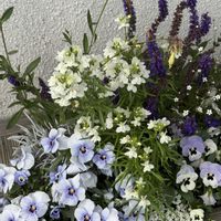 ビオラ,寄せ植え,木製プランター,職場の庭,水曜日は水色の画像