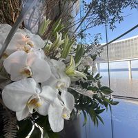 コチョウラン,コチョウラン,ブラシの木,お出かけ先で,椰子の木の画像