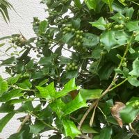 アマリリス,アマリリス,カエデ,カエデ,カキの画像