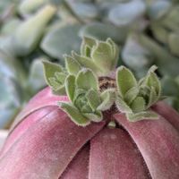 多肉植物,葉挿し,多肉寄せ植え,実生苗,葉挿しっ子の画像
