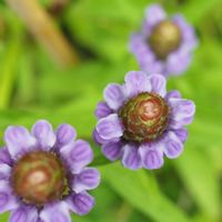 ウツボグサ,お花,神代植物公園,今日のお花,写真の画像