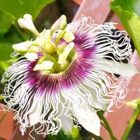金星,パッションフルーツ（クダモノトケイソウ）の花,木星.,金星と木星,プランター菜園の画像