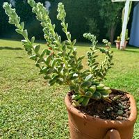 錦晃星(きんこうせい),鉢植え,成長記録,成長中,癒し空間の画像