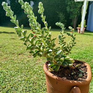 錦晃星(きんこうせい),鉢植え,成長記録,成長中,癒し空間の画像