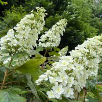 アジサイ,カシワバアジサイ,紫陽花,アナベル,ライスフラワーの画像