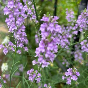 庭園,沢山のお花,お出かけ先の画像