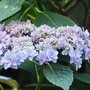 ガクアジサイ,ウエディングブーケ,紫陽花 アジサイ あじさい,❀すず❀紫陽花の画像
