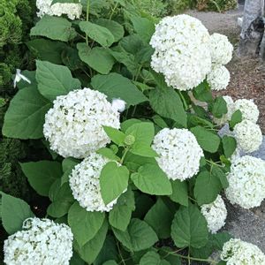 芝生,可愛い,癒される,花のある暮らし,綺麗の画像