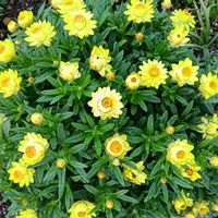 芝生,可愛い,癒される,花のある暮らし,綺麗の画像