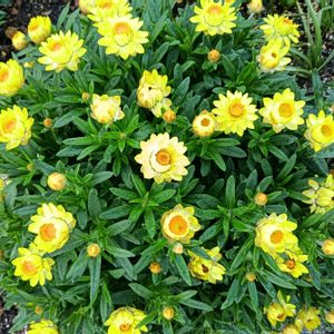芝生,可愛い,癒される,花のある暮らし,綺麗の画像