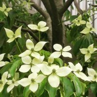 アマドコロ,ズミ,ナツメ,ヤマボウシ,レンゲツツジの画像