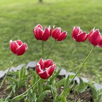 チューリップ,公園,お出かけ先の画像