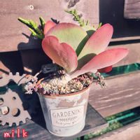 デザートローズ,若緑,唐印,ダシフィルム リファレンス,寄せ植えの画像