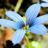 初夏の花,ルリニワゼキショウ,花言葉,山野草,青い花の画像