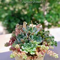 サボテン,スプリングワンダー,金盛丸,ララ,多肉植物の画像