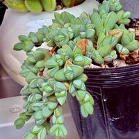 ヘキギョレン,ゴーラム（宇宙の木）,多肉植物,癒しのひと時,元気になれるね♡の画像