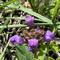 ニーレンベルギア,ヘメロカリス,安曇野,宇部小町,タイリンウツボグサの画像