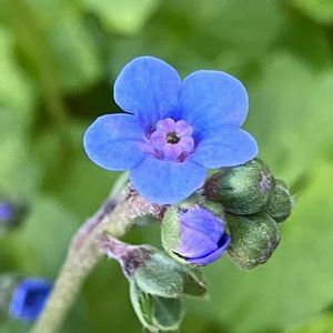 癒し,#ガーデニング,青い花マニア,エクステリアの画像