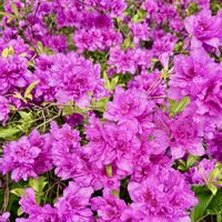ヒメリンゴ,ユーフォルビア属,ヨドガワツツジ,コテングクワガタ,多肉植物の画像