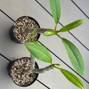 プルメリア,ウッドデッキ,庭づくりプロジェクトの画像
