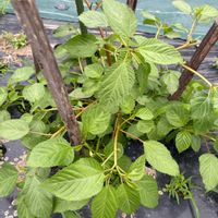 モロヘイヤ,花が好き,無農薬❤家庭菜園,野菜が好きの画像