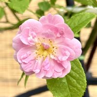 ジューンベリー,薔薇ポールズ・ヒマラヤン・ムスク,つるバラ・ポールズヒマラヤンムスク,花のある暮らし,楽しみの画像