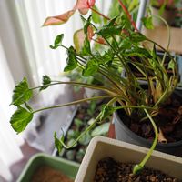 シンゴニウム,シンゴニウム・シュリンクハート,観葉植物,成長記録の画像