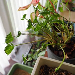 シンゴニウム,シンゴニウム・シュリンクハート,観葉植物,成長記録の画像