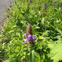 ウツボグサ,ウツボグサ,花言葉,今日のお花,全てに祈りを♪の画像