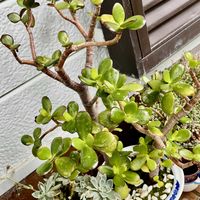 金のなる木,我が家のお花の画像