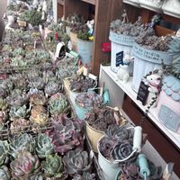 多肉,多肉植物,ベランダガーデン,ベランダ多肉,バルコニー/ベランダの画像